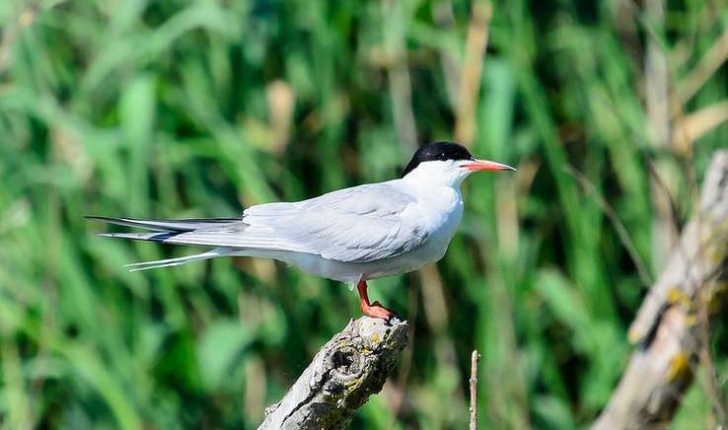 Sterna hirundo (Linnaeus, 1758)