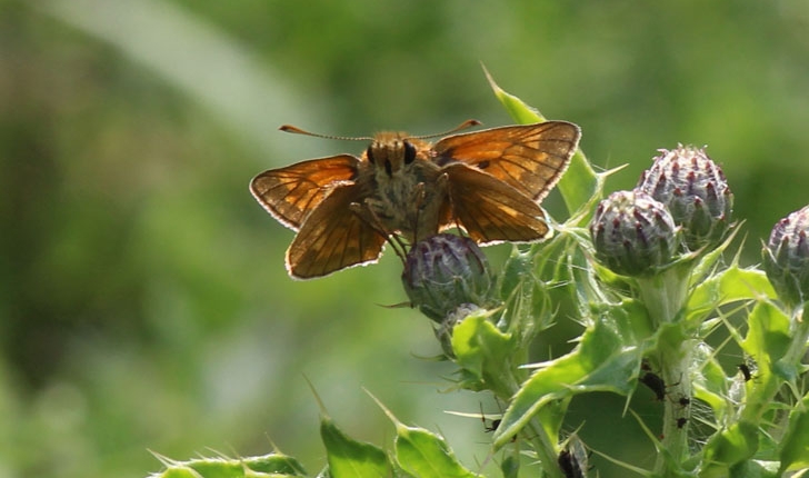 Ochlodes sylvanus