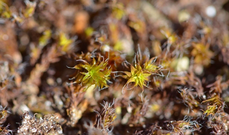 Syntrichia ruralis (Hedw.) F.Weber & D.Mohr