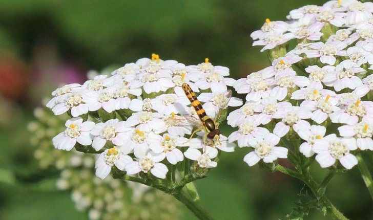 Syrphidae sp.