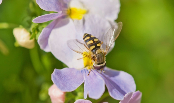 Syrphidae sp.