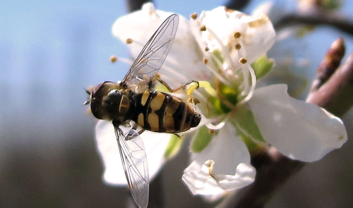 Syrphidae sp.