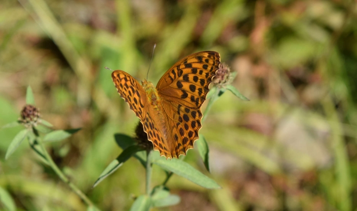 Argynnis paphia (Linnaeus, 1758)