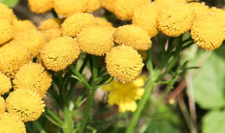 Tanacetum vulgare