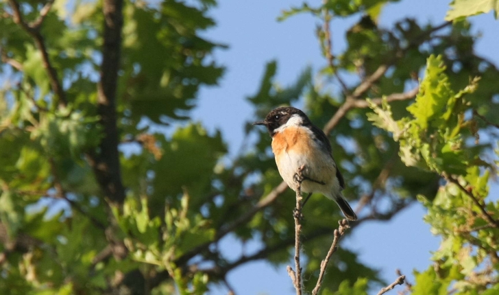 Saxicola rubicola ((Linnaeus, 1766))