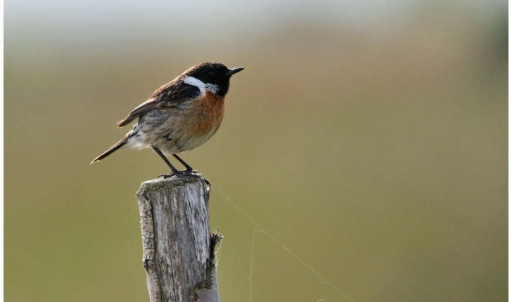 Saxicola rubicola ((Linnaeus, 1766))