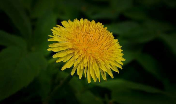 Taraxacum officinale (F.H.Wigg., 1780)