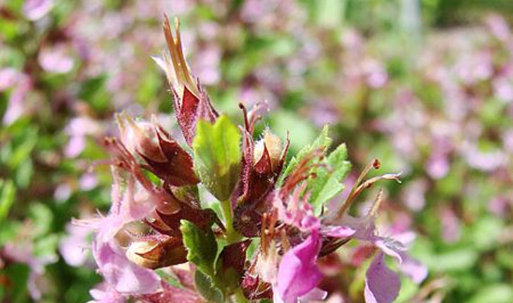 Teucrium chamaedrys