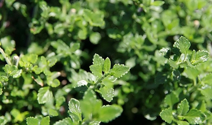 Teucrium chamaedrys