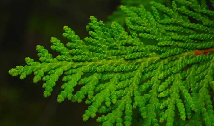 Thuja occidentalis, Linné 1753