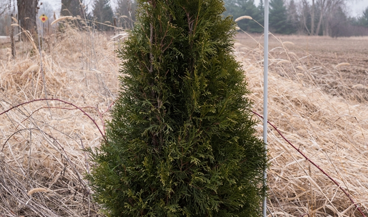 Thuja occidentalis, Linné 1753