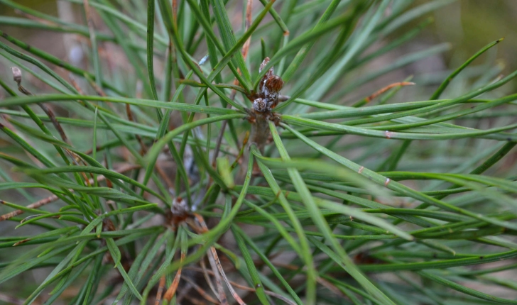 Pinus sylvestris (L., 1753)