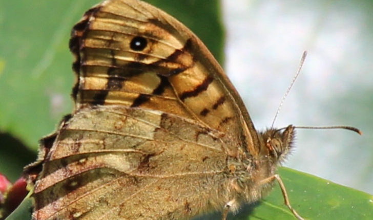 Pararge aegeria (Linnaeus, 1758)