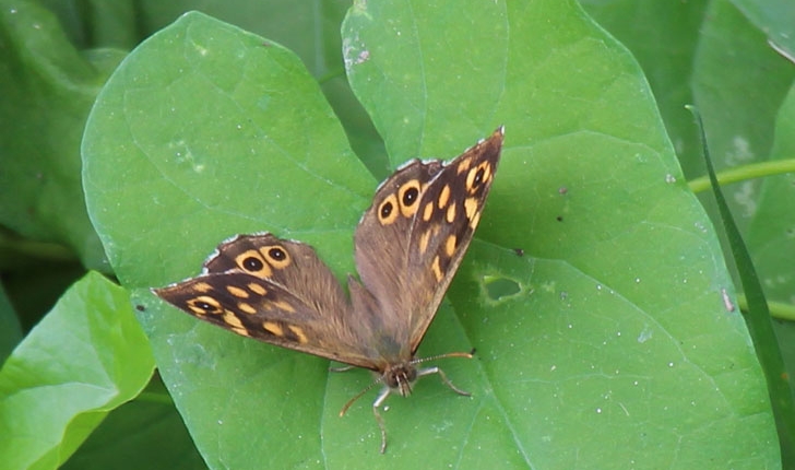 Pararge aegeria (Linnaeus, 1758)