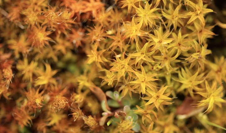 Syntrichia ruralis (Hedw.) F.Weber & D.Mohr