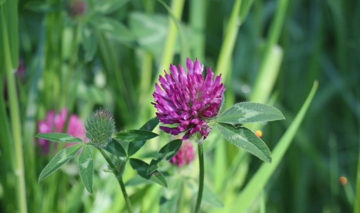 Trifolium pratense L., 1753