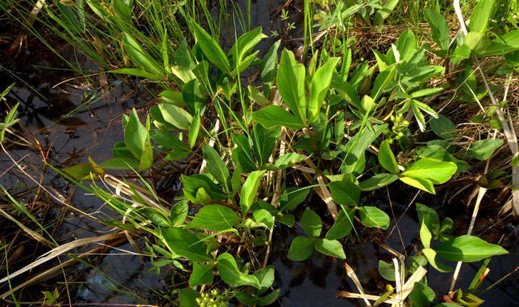  Menyanthes trifoliata (L., 1753)