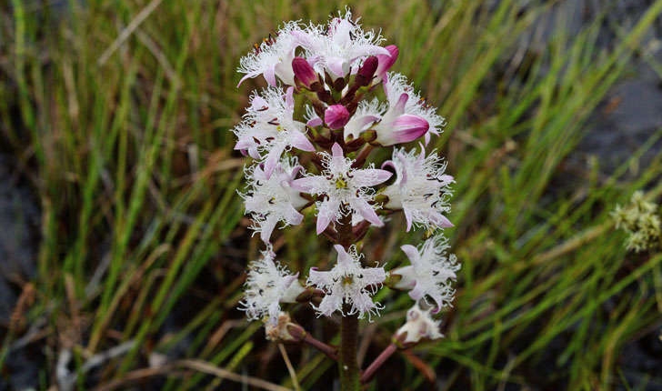  Menyanthes trifoliata (L., 1753)