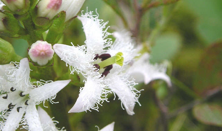  Menyanthes trifoliata (L., 1753)