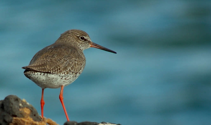 Tringa totanus (Linnaeus, 1758)