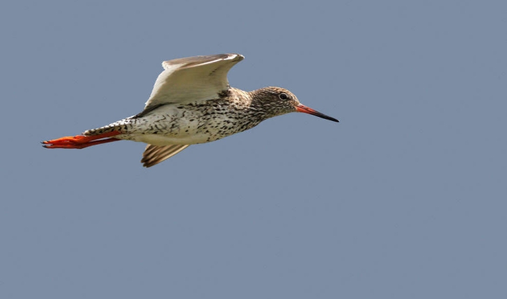 Tringa totanus (Linnaeus, 1758)