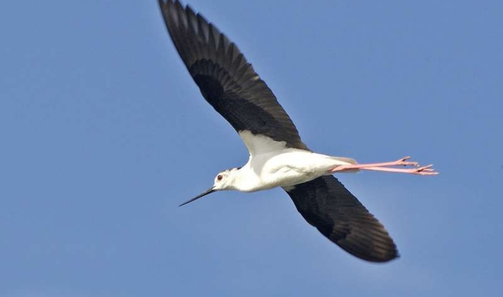 Himantopus himantopus (Linnaeus 1758)