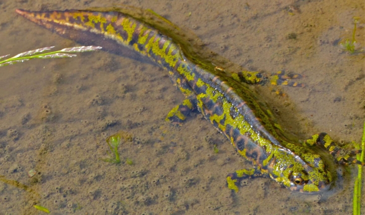 Triturus marmoratus (Latreille, 1800)
