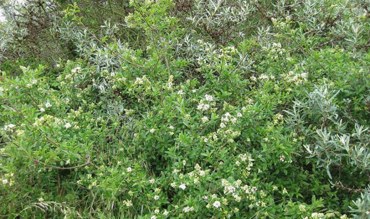 Ligustrum vulgare (L., 1753)