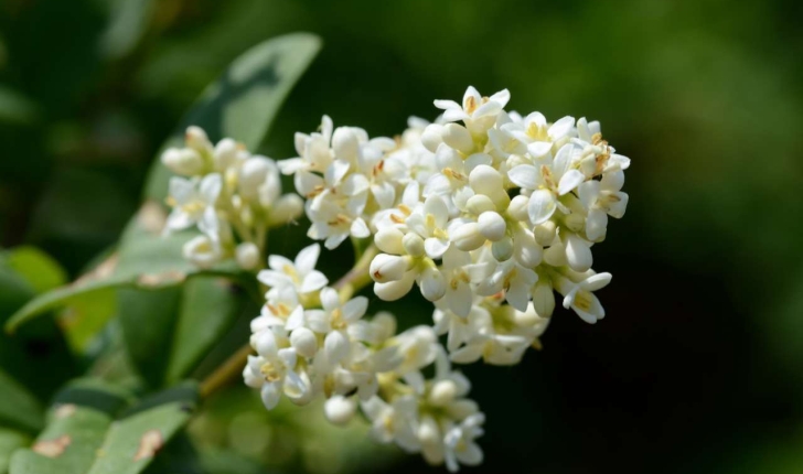 Ligustrum vulgare (L., 1753)