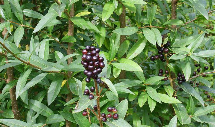 Ligustrum vulgare (L., 1753)