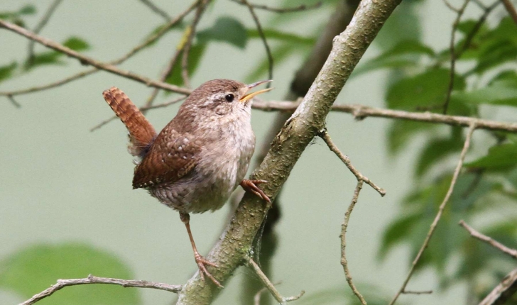 Troglodytes troglodytes (Linnaeus, 1758)