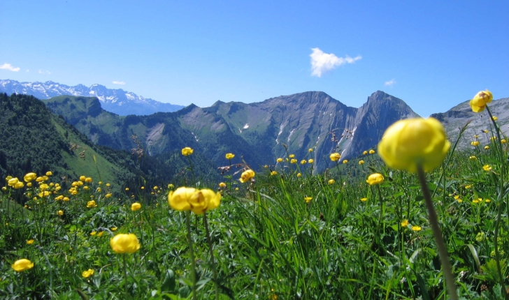 Trollius europaeus (L., 1753)