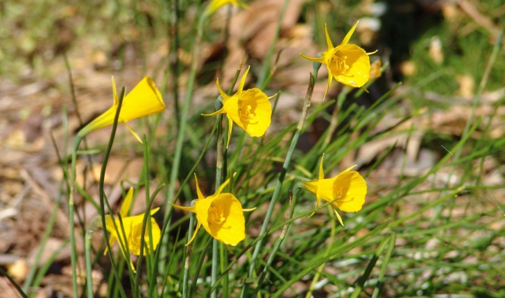 Narcissus bulbocodium (L., 1753)