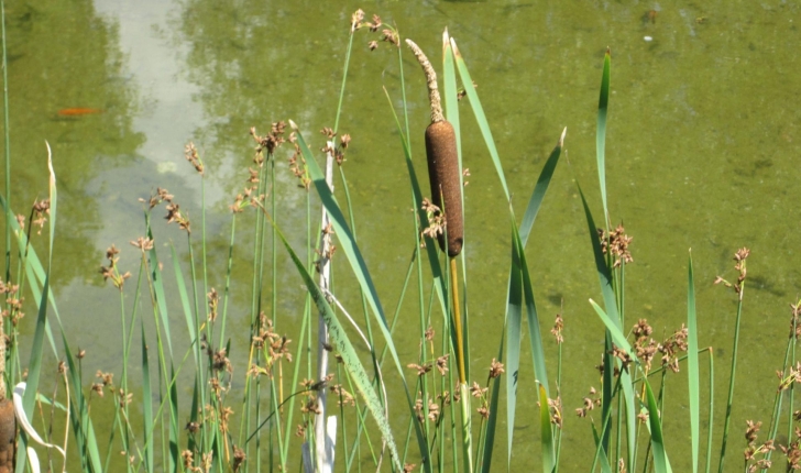 Typha latifolia