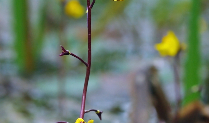 Utricularia vulgaris L.