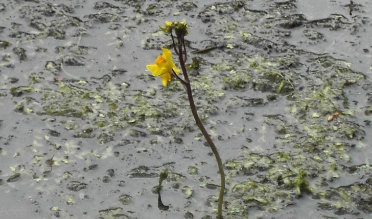 Utricularia vulgaris L.