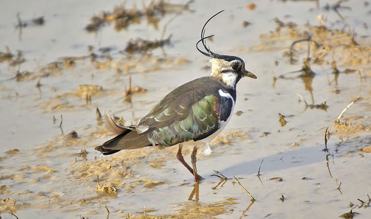 Vanellus vanellus (Linné, 1758)