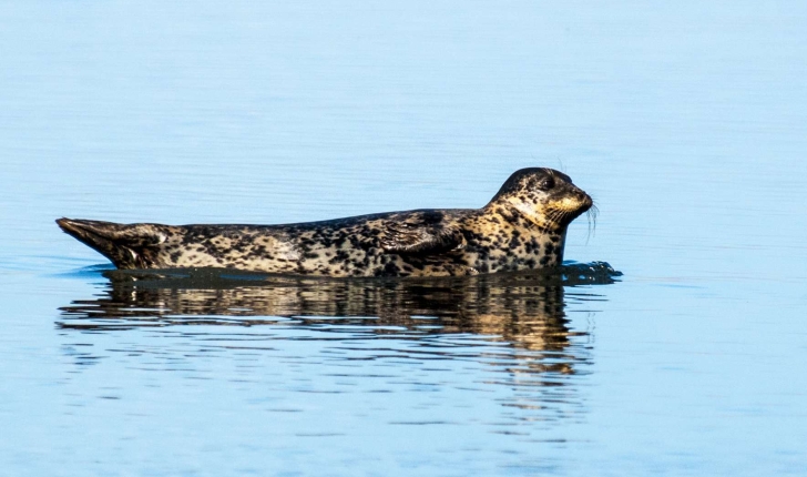 Phoca vitulina (L.,1758)