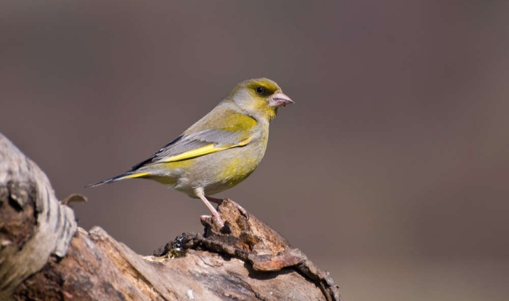 Carduelis chloris (Linné, 1758)