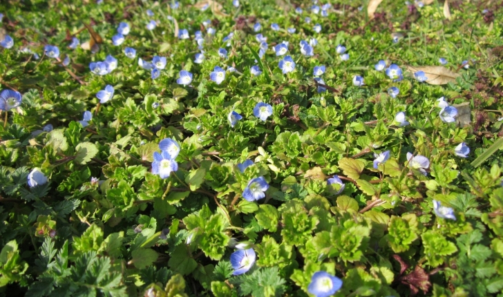 Veronica arvensis