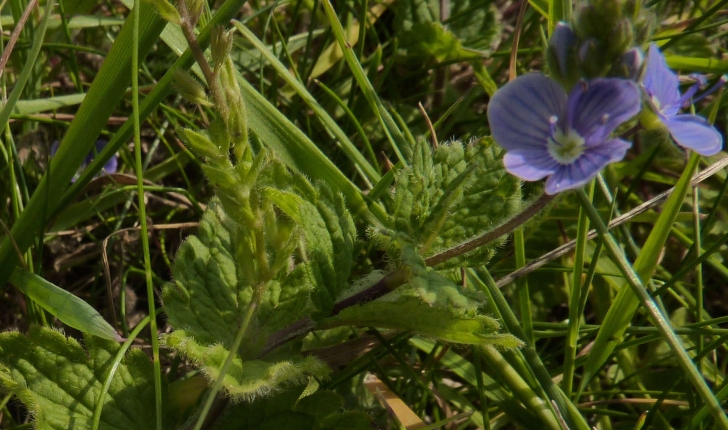 Veronica sp.