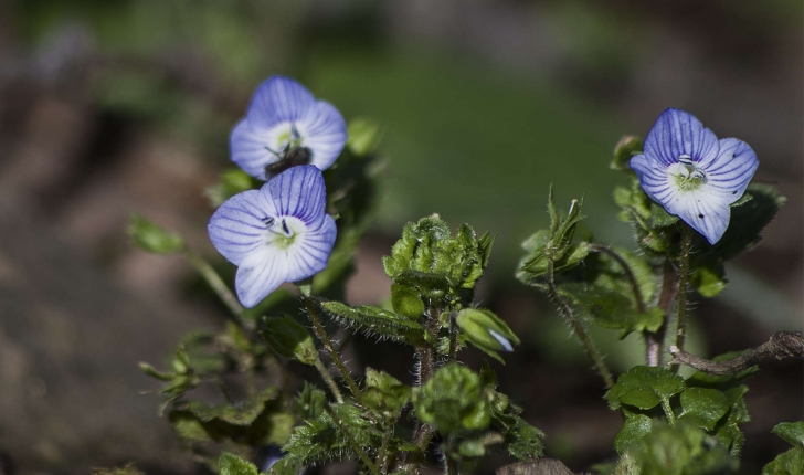 Veronica sp.