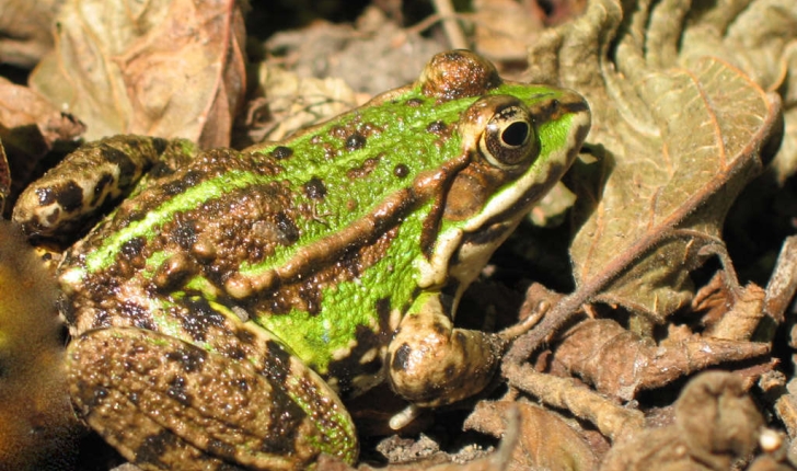 Rana kl. esculenta (Linnaeus, 1758)