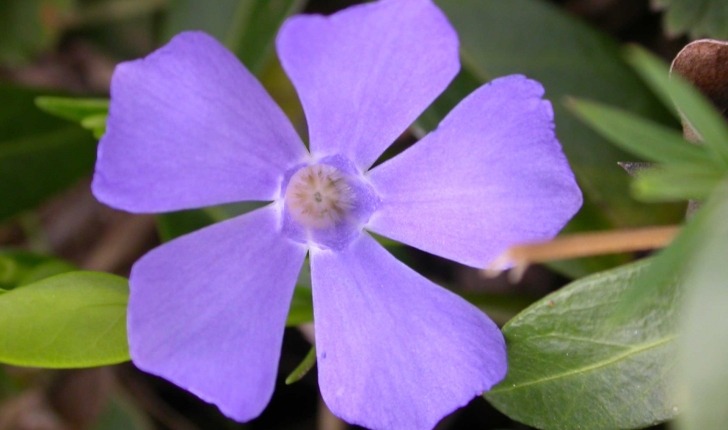 Vinca Minor