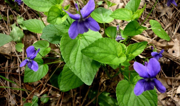 Viola sylvestris