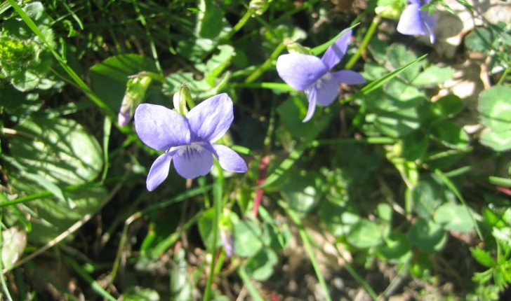 viola odorata