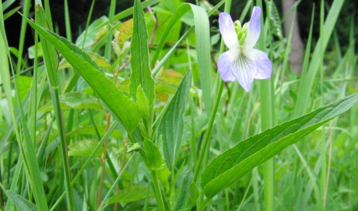 Viola elatior 