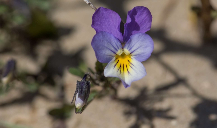 Violette de Curtis (Crédits : Jérôme Boisard)