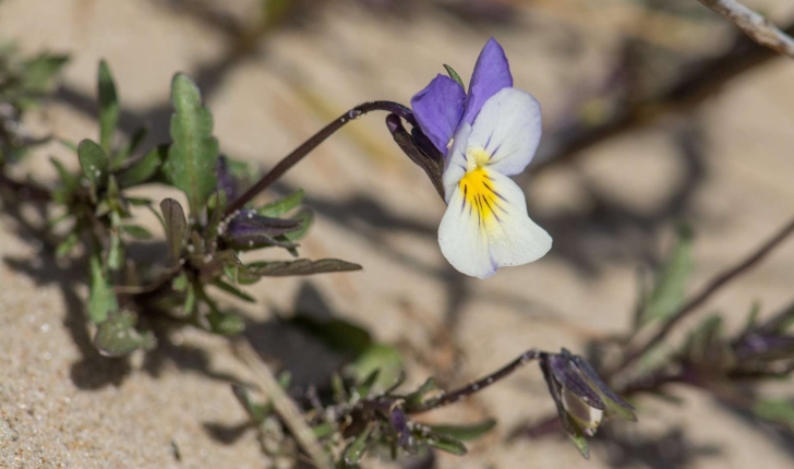 Viola saxatilis subsp. curtisii (E.Forst.)