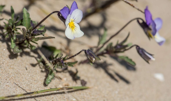 Viola saxatilis subsp. curtisii (E.Forst.)